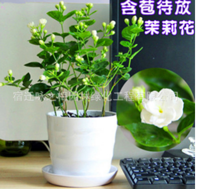 批發(fā)茉莉花苗室內(nèi)觀花植物茉莉花芳香植物四季開(kāi)花綠植盆栽花卉