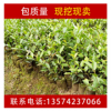 湘林高產良種茶油樹苗