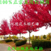 正宗美國紅楓小苗秋火焰、紅點紅楓現(xiàn)貨充足園林綠化