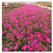 各種規(guī)格草花