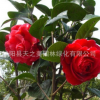 基地直銷 茶花苗 茶花樹苗 花卉 苗木 規格品種齊全 量大優惠
