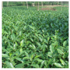大葉良種茶苗 產量高芽頭大