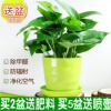 大量批發綠植盆栽 綠蘿盆栽 綠蘿苗 水培花卉植物 盆栽花卉
