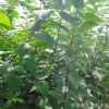 大量供應(yīng)紅葉榆葉梅叢生 粉色雙瓣榆葉梅 園林綠化觀花榆葉梅批發(fā)