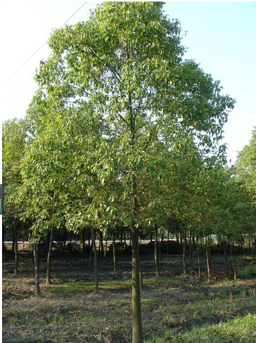 香樟樹(shù)(規(guī)格齊全)