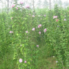 江蘇木槿5*新報(bào)價(jià)/木槿5圖片
