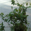 金銀花（多花忍東）