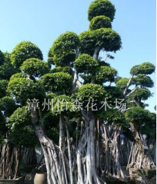 貴州榕江縣小葉榕樁頭，造型榕樹樁頭批發價格