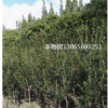 浙江寧波茶梅樹便宜|柴橋茶梅樹價格最新|寧波柴橋茶梅基地供應