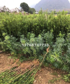 廣西桂林羅漢松各種規格
