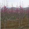 6公分紫玉蘭