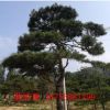 基地直銷景松公園綠化用景松保證成活率批發(fā)園林觀賞景松