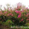百日紅樹苗 供應優(yōu)質工程綠化用百日紅樹苗 規(guī)格齊全