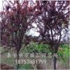 基地批發(fā)優(yōu)質紫葉李樹苗 紫葉李樹 品種 規(guī)格齊全