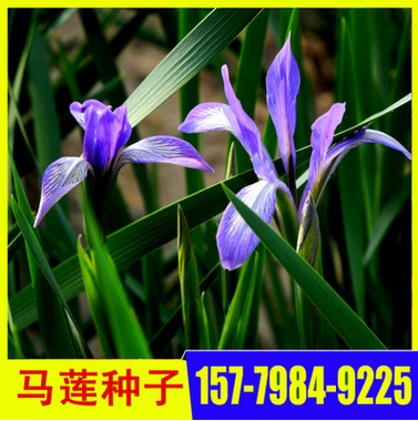 供應馬蓮花種子 馬蘭花種子批發零售 馬蓮播種期什么時候