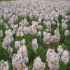 供應(yīng)工程公園花海綠化花草肥皂草種子別名石堿花種子 可貨到付款