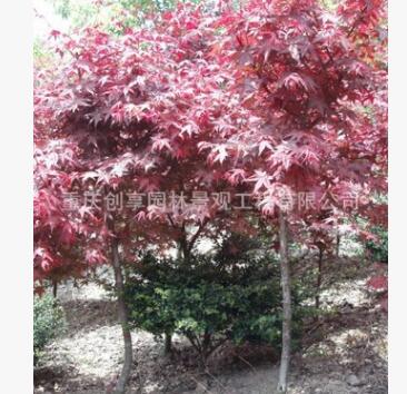 大量紅楓供應(yīng)、重慶紅楓、重慶喬木、紅楓、紅楓樹