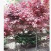 大量紅楓供應、重慶紅楓、重慶喬木、紅楓、紅楓樹