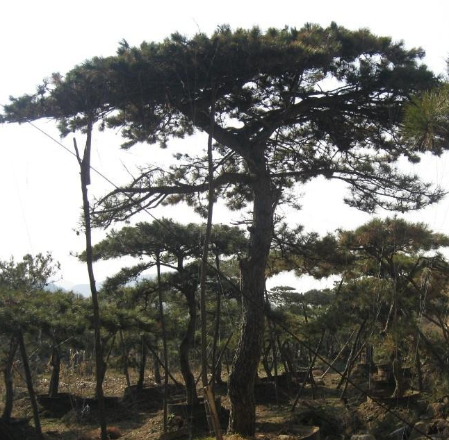 萊蕪造型松基地、黑松、平頂松、泰山景松批、古裝大樹、銀杏等
