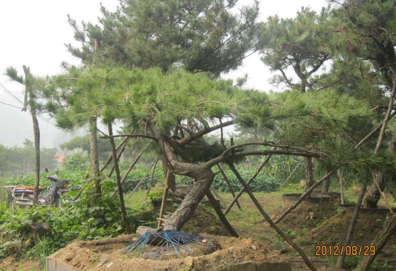 移栽已成活口碑好的造型油松、黑松批發、迎客松基地、行道松