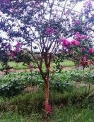供應欒樹、香樟、紫薇、紅楓、雞爪槭、櫻花、垂絲海棠、無患子