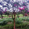 供應欒樹、香樟、紫薇、紅楓、雞爪槭、櫻花、垂絲海棠、無患子