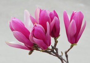 供應(yīng)3公分玉蘭