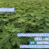 無花果苗、小葉無花果品質(zhì)贏口碑、無花果苗種植