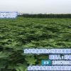 無花果苗批發(fā),浙江無花果苗,小葉無花果價格實惠