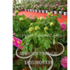 山東菏澤華旭牡丹園藝供應(yīng)藥用芍藥赤芍白芍觀賞牡丹