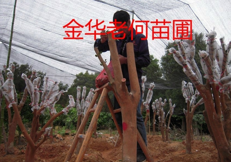 金華師傅承接油茶樹嫁接茶花全國業務