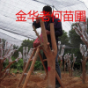金華師傅承接油茶樹嫁接茶花全國業(yè)務