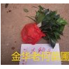 貝拉國外品種長期供應