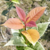 供應(yīng)珍珠彩葉桂/珍珠彩桂/國色天香桂花扦插苗