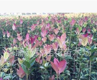 珍珠彩葉桂小苗大量供應(yīng)