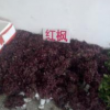 江蘇宿遷紅楓小苗