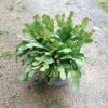批發室內植物蟹爪蘭盆栽多肉植物 有根當年開花 蟹爪蓮花卉盆景