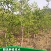 基地供應(yīng)文玩核桃樹苗 當(dāng)年嫁接麻核桃樹苗根系發(fā)達無病蟲害