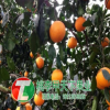 成都春見苗批發(fā) 成都春見苗種植技術(shù) 春見苗價(jià)格