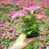 基地供應各種花卉多色矮牽牛批發 綠化工程道綠綠化盆栽