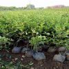 基地長期供應大葉扶芳藤 綠化植被批發 綠化價格