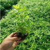 青州基地供應宿根花卉綠化千屈菜 地被綠化植物批發