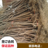2公分粗矮化 福晨櫻桃苗批發(fā)基地