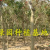長期自銷8-9公分大葉紫薇