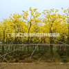 長期供應黃花風鈴地苗7-15公分