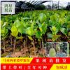 馬來西亞一號(hào)菠蘿蜜苗 菠蘿蜜果樹苗 四季菠蘿蜜苗