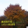優質十五公分五角楓 基地現貨 現場考察