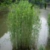 大量批發(fā)水生植物蘆葦根莖蘆葦苗水生蘆葦水體綠化河邊綠化植物