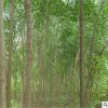 供應(yīng)絲綿木樹苗 基地直銷綠化工程苗木 規(guī)格齊全