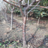 $.山東櫻桃樹批發(fā)基地 吉塞拉 紅燈 黑珍珠櫻桃樹 兩公分櫻桃樹.